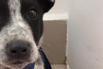 Kiko muestra su credencial en el que consta su cargo: jefe canino de seguridad.