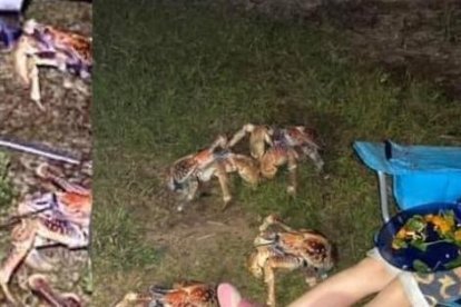 Los cangrejos gigantes son un motivo para visitar estas islas, pero a veces no permiten ni comer a los turistas.