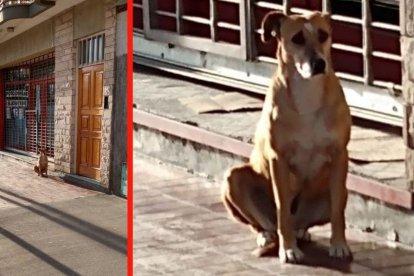 Imágenes difundidas en redes sociales de Bianca, la perra que esperaba a su dueña que había muerto.