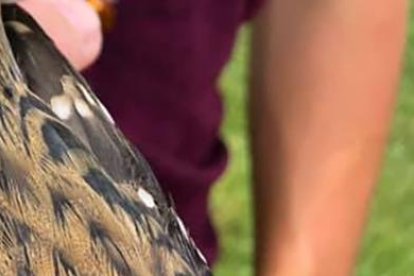 El pájaro podría tener una anomalía genética conocida como ginandromorfismo.