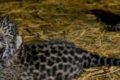 Los especímes recién nacidos tienen todos los cuidados.