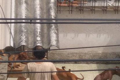 Según los vecinos solo una persona ingresa a la vivienda y es quien le ayuda con el aseo. Tampoco saben cómo hace para mantener a sus amigos de cuatro patas.