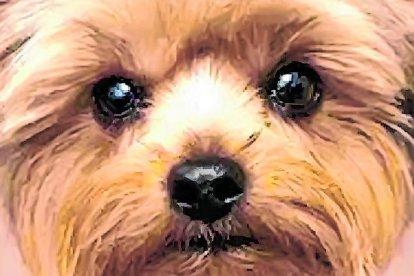 Esta raza se caracteriza por su agilidad e inteligencia.