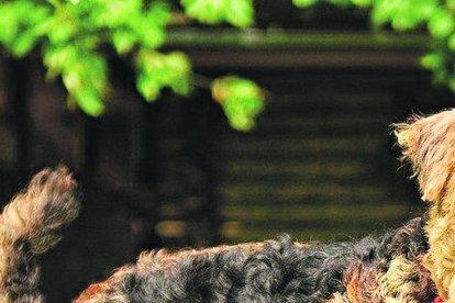 Son animales muy valientes, pese a ser pequeños.