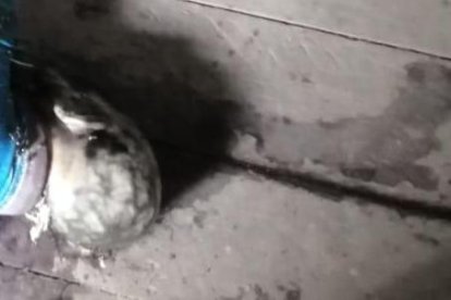 Carlos Alfonso Sangoquiza fue hallado con un arma blanca en una de sus manos.