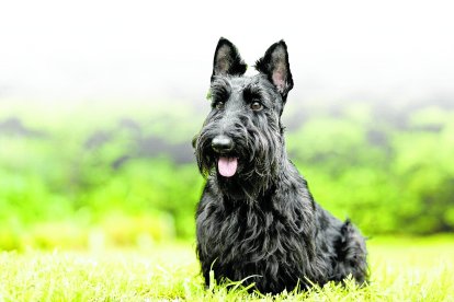 Se trata de un perro muy inteligente y ágil.