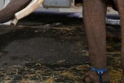 El paquidermo liberado tendrá una vida más tranquila.