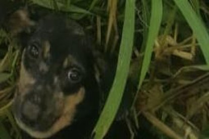 Un perrito de color café estaba guindado entre unos montes.