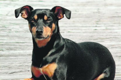 Se trata de un  animal muy fiel. Suele elegir a un solo amo.