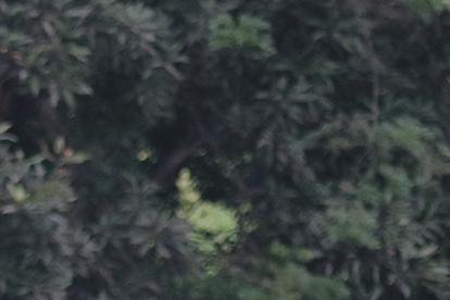 Emelec no jugará la fecha 11, era el Clásico y quedó suspendido.