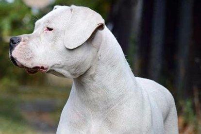 El dogo es un animal muy inteligente y leal con sus amos.