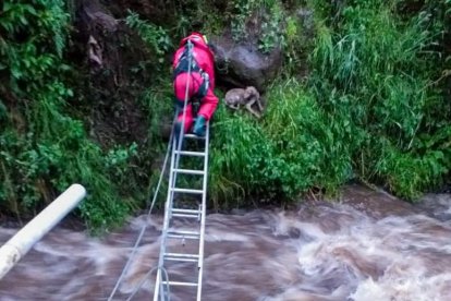 Los bomberos usaron una escalera para llegar al animal.