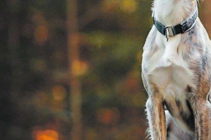 El greyhound es un perro muy veloz e inteligente.