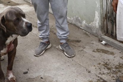 La mascota se encontraba estable, pero sería llevada a un veterinario.