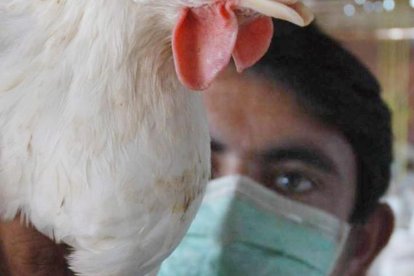 Referencial. Expertos recomiendan evitar el contacto con aves muertas en el día a día y a tratar de no acercarse a las vivas tampoco.