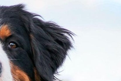 Es una raza muy dócil y disciplinada.