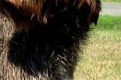 El grifón es un perro muy dócil e independiente.