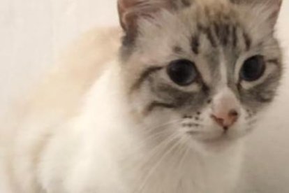 Las gatitas se encuentran en buenas condiciones y se les busca un nuevo hogar.