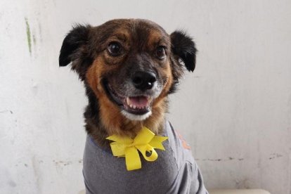 El can en su cumpleaños. En realidad no 
se sabe cuántos años tiene, el veterinario 
dijo que podrían ser cinco.