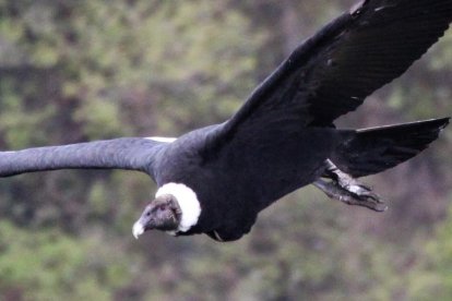 Una hembra captada en pleno vuelo.