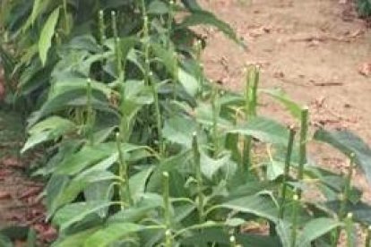 Los aguacates peninsulares se empiezan a producir luego de 18 a 24 meses de su siembra.