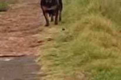 Los dos perros, uno negro y el otro café, ya habrían atacado a otras personas.