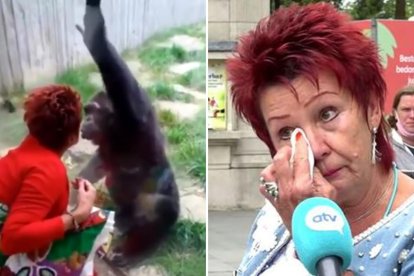 Adie Timmermans visita al chimpancé una vez por semana hace cuatro años.