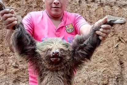 El supuesto victimario del oso perezoso, lo muestra poco antes de su muerte.