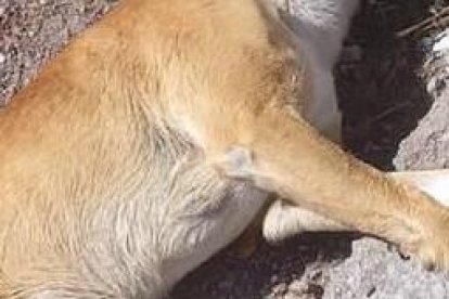 A los animales les dieron una sustancia que los mató en cuestión de minutos.