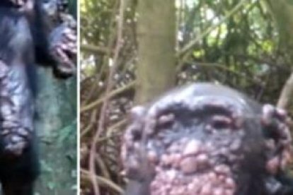 Los chimpancés en su hábitat natural también pueden desarrollar el mal.