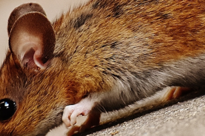 Reducir las calorías, comiendo a las horas justas, alarga la vida en ratones
