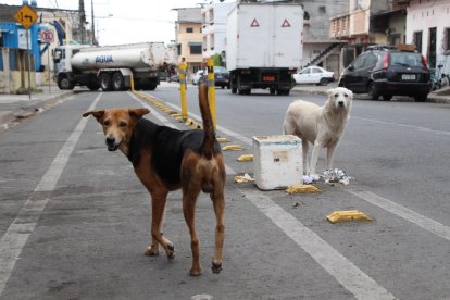 En busca de comida, los animales sin propietario esparcen los desperdicios en las calles, provocando desaseo.