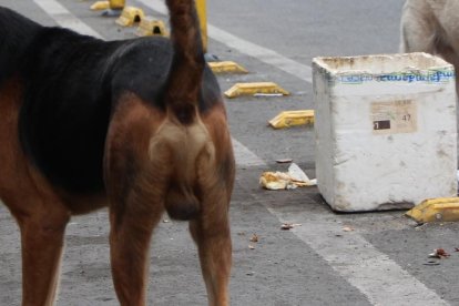 En busca de comida, los animales sin propietario esparcen los desperdicios en las calles, provocando desaseo.