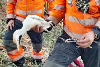 Los animales fueron atendidos por especialistas luego del rescate.