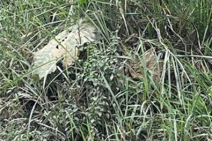 Los moradores del sector se acercaron para constatar al cadáver mutilado.