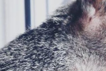 La ardilla vive con la joven desde hace cuatro años. No la mantiene encerrada en una jaula.