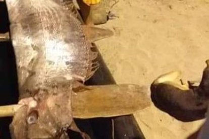 Pescadores capturan un pez remo de 4 metros en Tonsupa