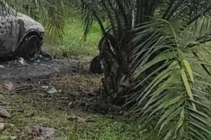 El cadáver y el carro estaban en medio de unas palmas.