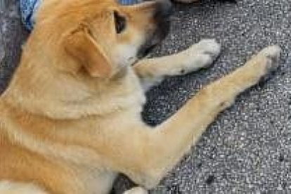 Esta es la foto que tomaron las personas cuando se percataron de que el hombre murió.