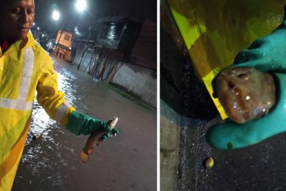 Los peces mostrados por Interagua.