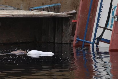 Los camiones quedaron prácticamente hundidos en consecuencia del accidente fluvial.