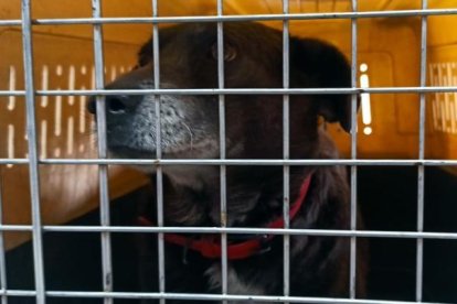 Miembros de la Unidad de Bienestar Animal retiraron al perrito.