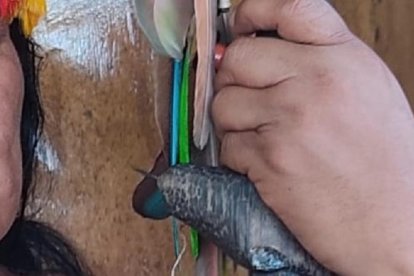 Stalin Tzamarenda  es un personaje de la comunidad shuar de Morona Santiago, a los 53 años llegó a ser alcalde de Palora.