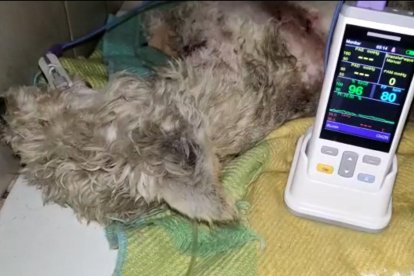 El animalito está en cuidados intensivos por la gravedad de las lesiones.