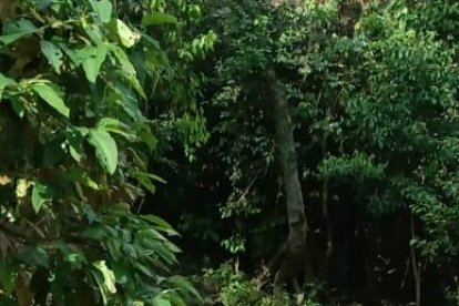 El cuerpo quedó en un camino de tercer orden del recinto Buena Suerte.