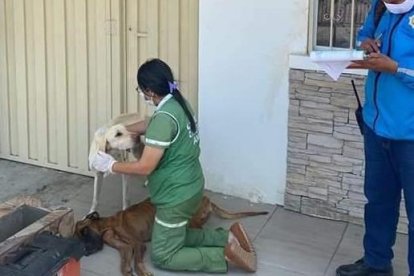 Uno de los perritos rescatados murió.