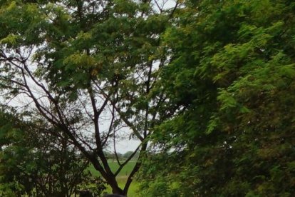 A la mujer, de larga cabellera, no le encontraron documentos de identidad.