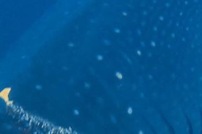 Momento en que el buzo Peter Freire cortaba la red y el cabo que estaban incrustados en la piel del enorme tiburón ballena.