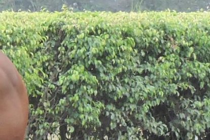 Toro Rosso, con la monta del jinete Sebastián Castellanos, tiene mucha opción.