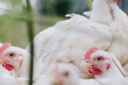 Hubo una alerta de aves muertas en el recinto El Morro.